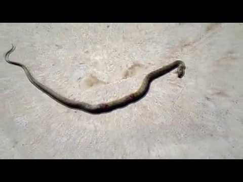 Snake In Rustavi გველი რუსთავში :)