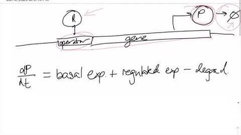Deriving Gene Expression Differential Equation