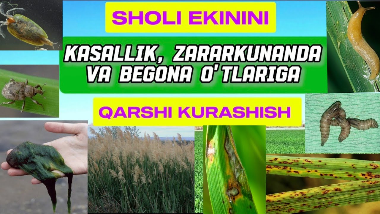 SHOLI EKININI KASALLIK, ZARARKUNANDA va BEGONA O‘TLARIGA QARSHI KURASHISH. 