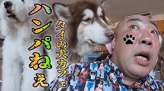 犬カフェ Youtube 犬カフェ Youtube