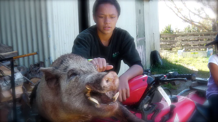 Hunting wild boar in New Zealand part 1(One dog only)