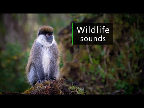 Video: Paleahvide (Chlorocebus Djamdjamensis) Populatsiooni Geneetiline Struktuur Ja Evolutsiooniline Ajalugu Etioopia Lõunaosa