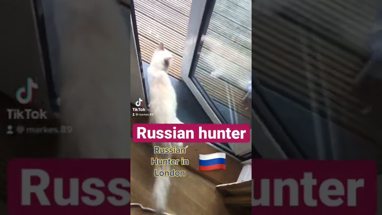 Russian hunter.Cats