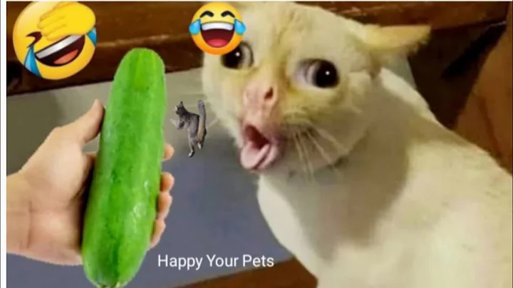 Watch the video about Funny Cat Fail Compilation! Funniest Cats And Dogs Try Not to Laugh | #445