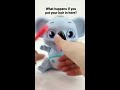 Can this koala really eat your hair? #funny #cute Mp3 Song