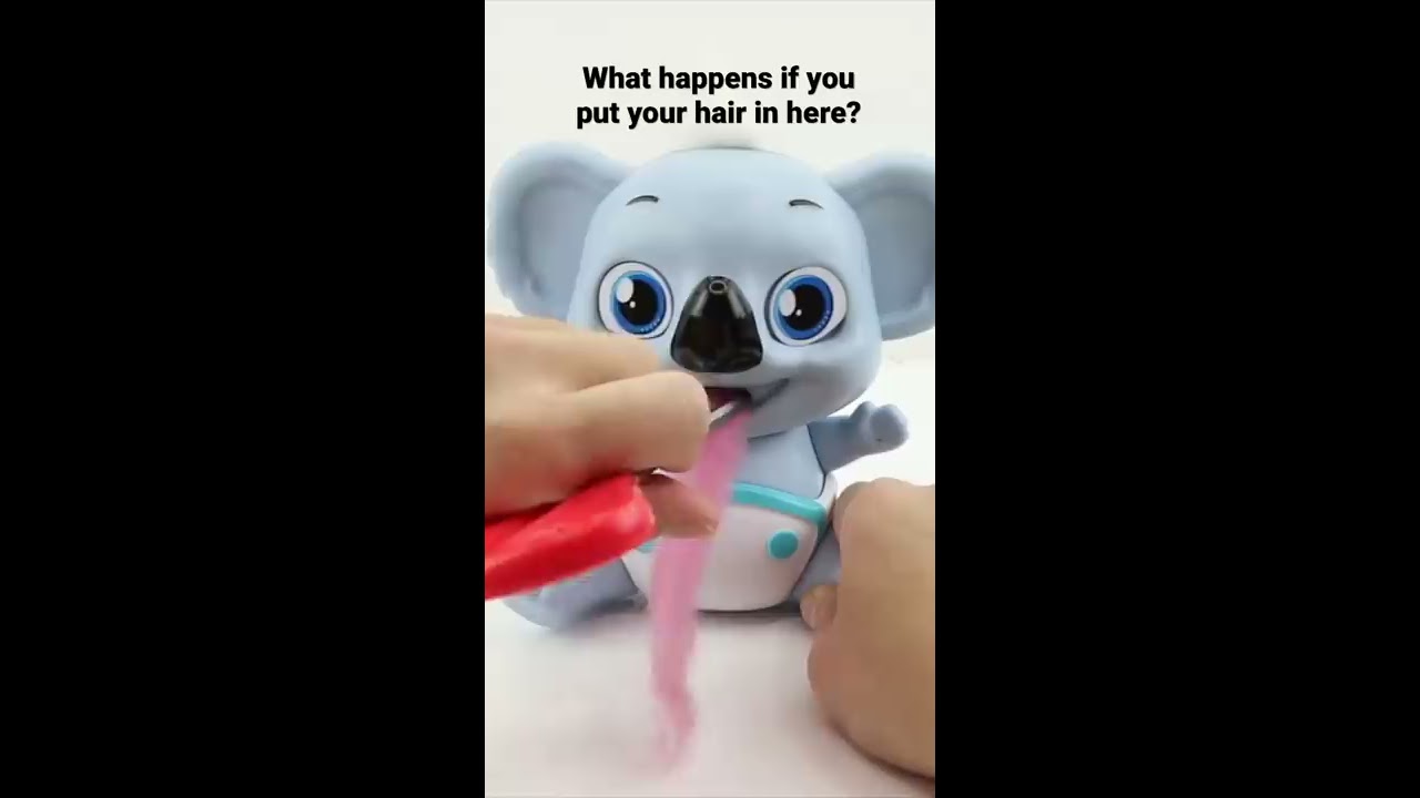 Can This Koala Really Eat Your Hair Funny Cute