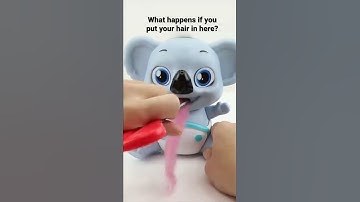 Thumbnail of Can this koala really eat your hair? #funny #cute