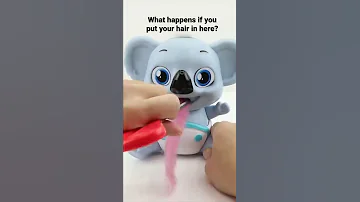 Can this koala really eat your hair? #funny #cute
