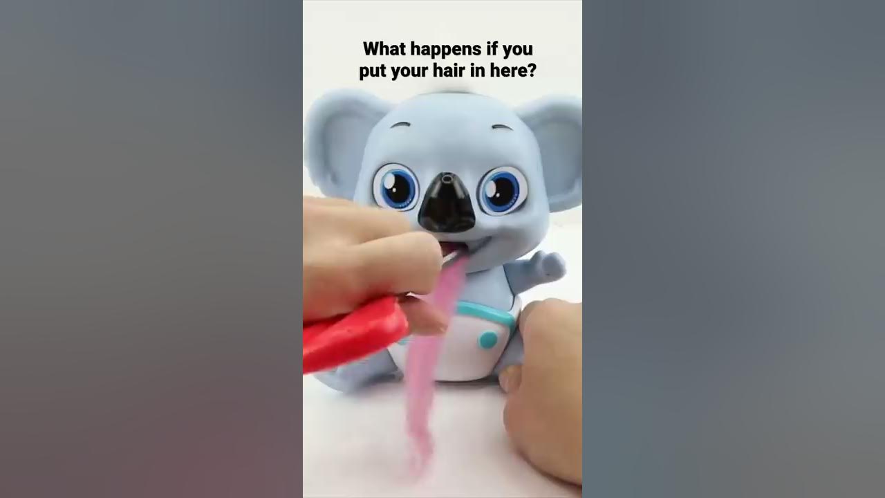 Can this koala really eat your hair? #funny #cute Can this koala really eat your hair? #funny #cute