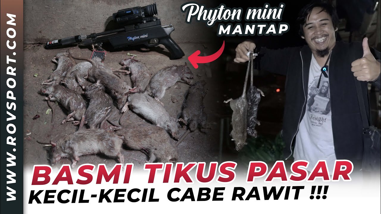 🔴KETIKA PHYTON MINI BERAKSI !! TIKUS PASAR AUTO BUBAR ❗ BERBURU HAMA MEMBANTU WARGA PASAR ..