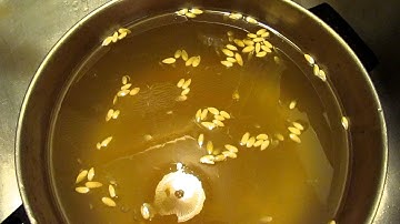 canaloupe seed saving part 1