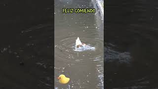 PATO #Bello #Funny #Humor #Naturaleza #Duck #Divertido