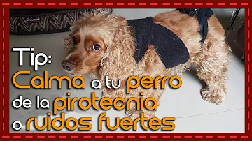 ¿Cómo calmar a un perro temblando?