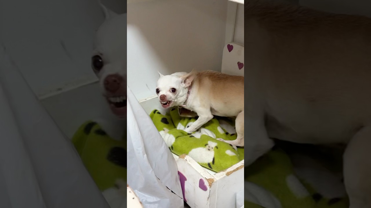 I think Niki my chihuahua broke??