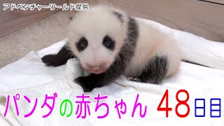 アドベンチャーワールド　パンダの赤ちゃん　48日目