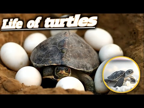 180 YEAR OLD TORTOISE in world l Life of turtles l How to breed turtles l Sea Turtles l U / H l