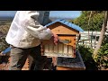 How to do a brood inspection - Flow Hive🐝🌻