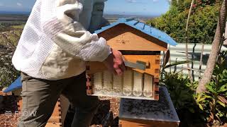 How to do a brood inspection - Flow Hive🐝🌻