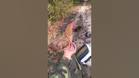 tiếng cục tác gà mái cho ae đi bẫy