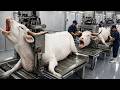 Inside a massive white gyr bull factory horn hide milk production line