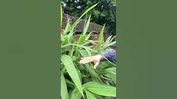 Cây thuốc Chít còn gọi là cây Đót thanh nhiệt giải độc và lợi tiểu #covenduongvlogs #caycomui #cay