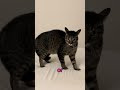 What Your Cat’s Tail Position Really Means 😺