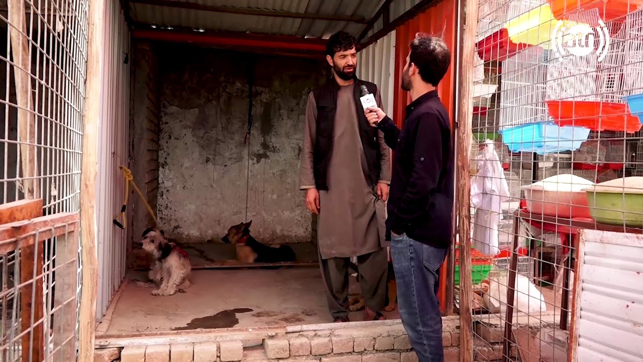 Pet dogs’ market in Tahia Maskan, Hafiz Amiri Report / بازار گرگ فروشی در تهیه مسکن کابل