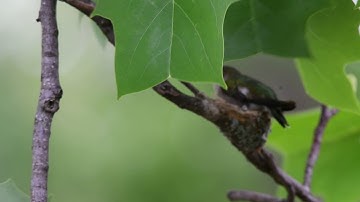 Ruby-Throated Hummingbird laying an egg.