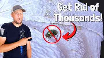 How to Easily Get Rid of The Flies and Maggots Around Your House!