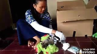 Kucing Sakit | Merawat anak kucing yang patah tulang leher .