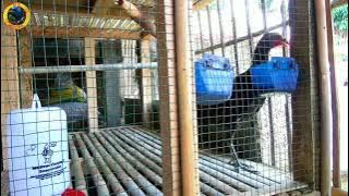 suara pikat ampuh ayam hutan bekikuk jantan/ayam hutan kasintu @dskicaumania6538