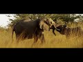 Trailer Botswana: Afrikas letztes Tierparadies