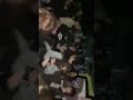 Radical Apes Hardcore Punk Samoa Tunnel 1/9/26