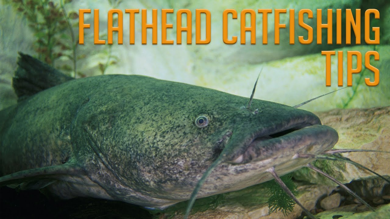 How To Catch Flathead Catfish YouTube How To Catch Flathead Catfish YouTube