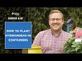 How to Plant Hydrangeas in Containers
