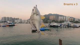 2020.11.08 | Fishing in Hong Kong Sam Shing Waterfront Promenade | ISO Fishing | Breams | Tuen Mun |