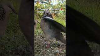 Tekukur Banggo  Gagap gaya Kupukupu tekukur derkukugacor birds