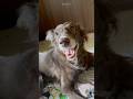 #dogsofinstagram #dogmeme #funnydog #funnydogvideos #doglovers #dogshorts #dogsofyoutube #dogs #dog