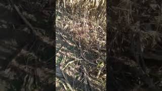 Pumpkin Patch: Maze (Part 2)