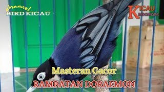 Rembetan Doraemon Gacor Masteran Burung Om Kicau