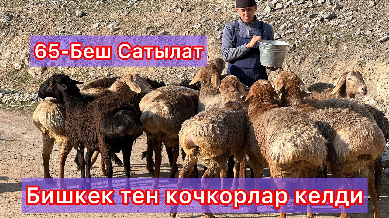65-Баш кочкор келди 🔥🔥🔥☎️ +996 997525777