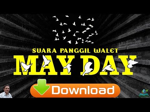 mayday-free-external-call-swiftlet-suara-panggil-walet-untuk-hari-buruh-sedunia