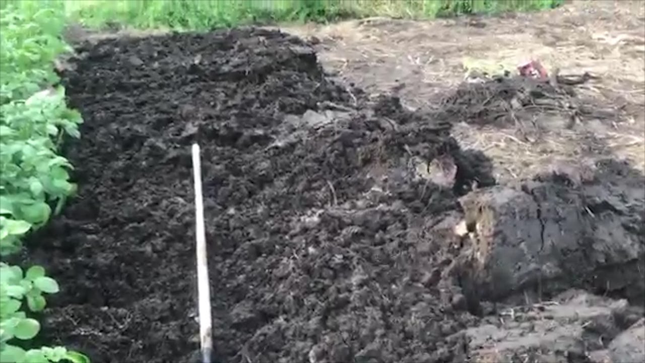 Expanding the Garden Adding Compost to New Ground and Planting Corn ...