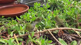 Silvereyes by Naizys Place No views 4 days ago 2 minutes, 59 seconds