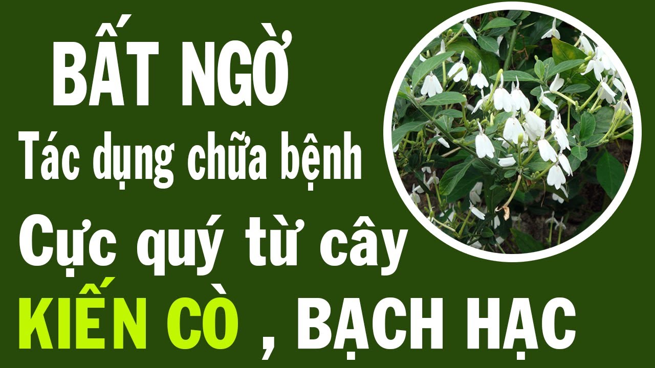 Giật mình tác dụng quý của cây Kiến cò cải thiện trí nhớ, đột quỵ, tiểu đường béo phì. - youtube