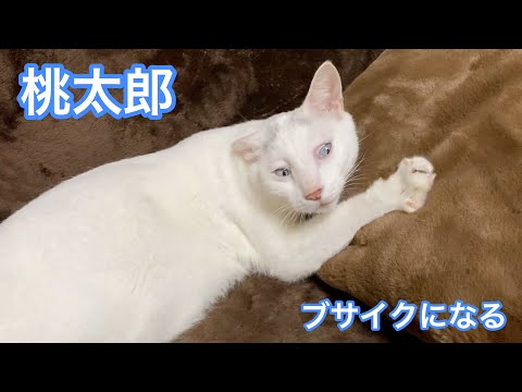 ブサイク顔の猫