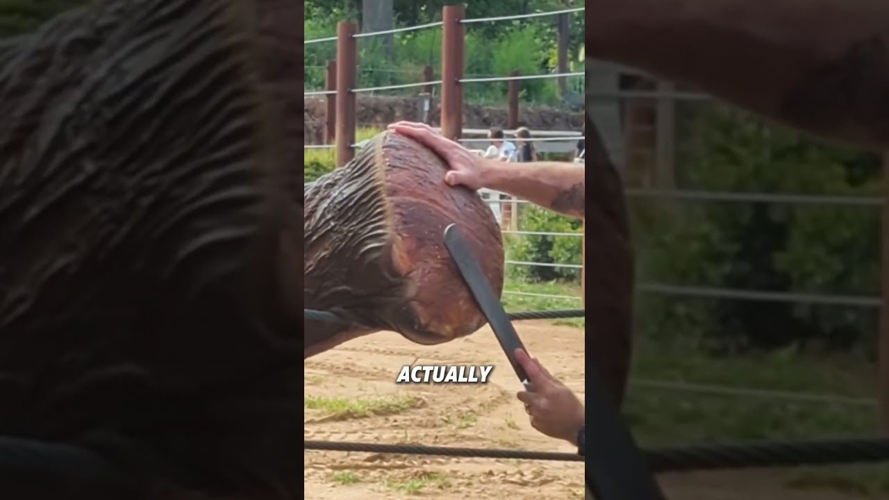 Why do elephants cooperate with their keepers in washing their feet?#animals #elephant #funny #cute