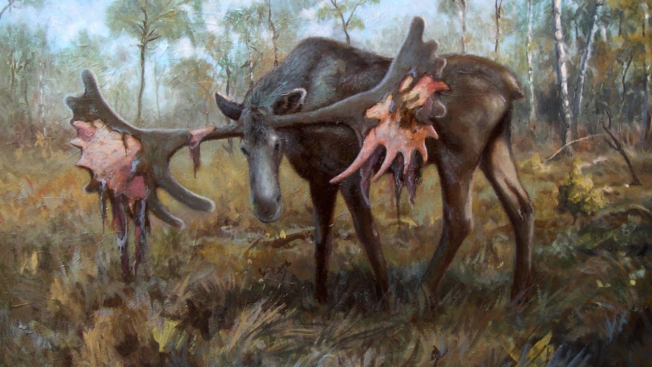 Cervalces Latifrons • El Alce Gigante de Los Bosques • PaleoPedias🦌