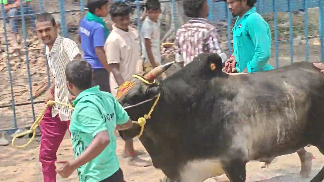 டால்மியா kallakudi ஜல்லிக்கட்டு -2026 part-2