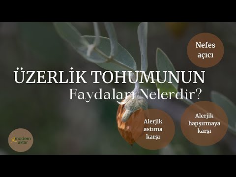 MODERN AKTAR ÜZERLİK TOHUMU|FAYDALARI NELERDİR?